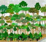 森林農法