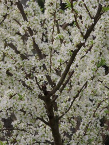 IMG_4552