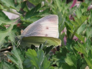 IMG_4575