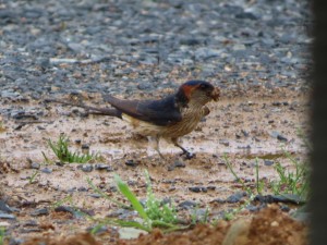 IMG_4619