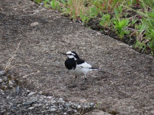 IMG_4774