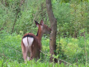 IMG_4989