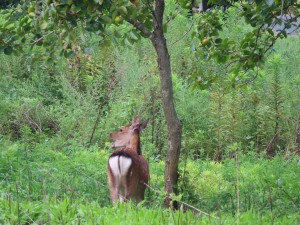 IMG_4990