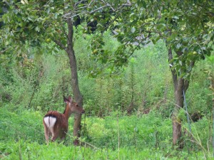 IMG_4991