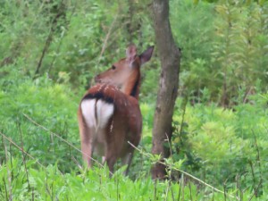 IMG_4992