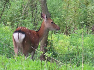 IMG_4993