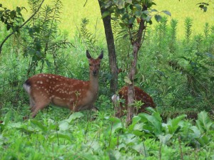 IMG_4994