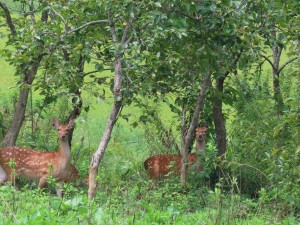 IMG_4998