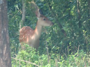 IMG_5002