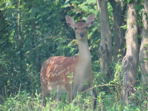 IMG_5004