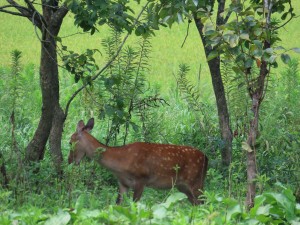 IMG_5008