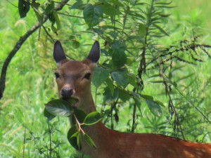 IMG_5010