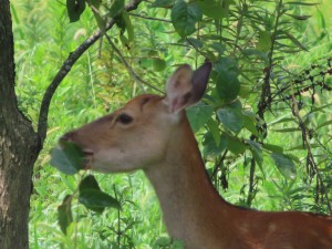 IMG_5012