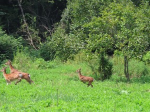 IMG_5015