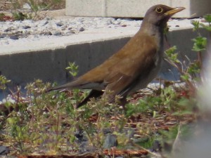 IMG_4565