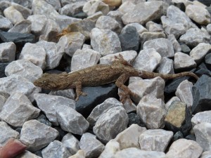 IMG_4825
