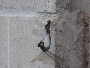 IMG_4916