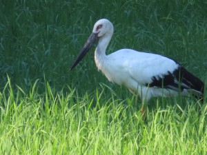 IMG_4927