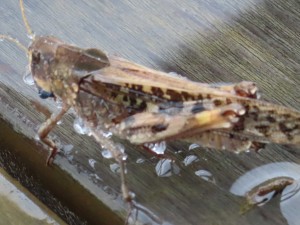 IMG_4934