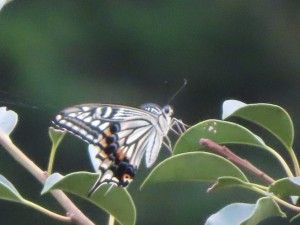 IMG_5036