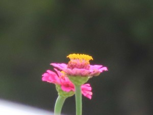 IMG_5039