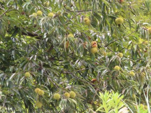 IMG_4243 - コピー