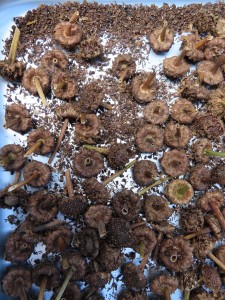 IMG_4913 - コピー